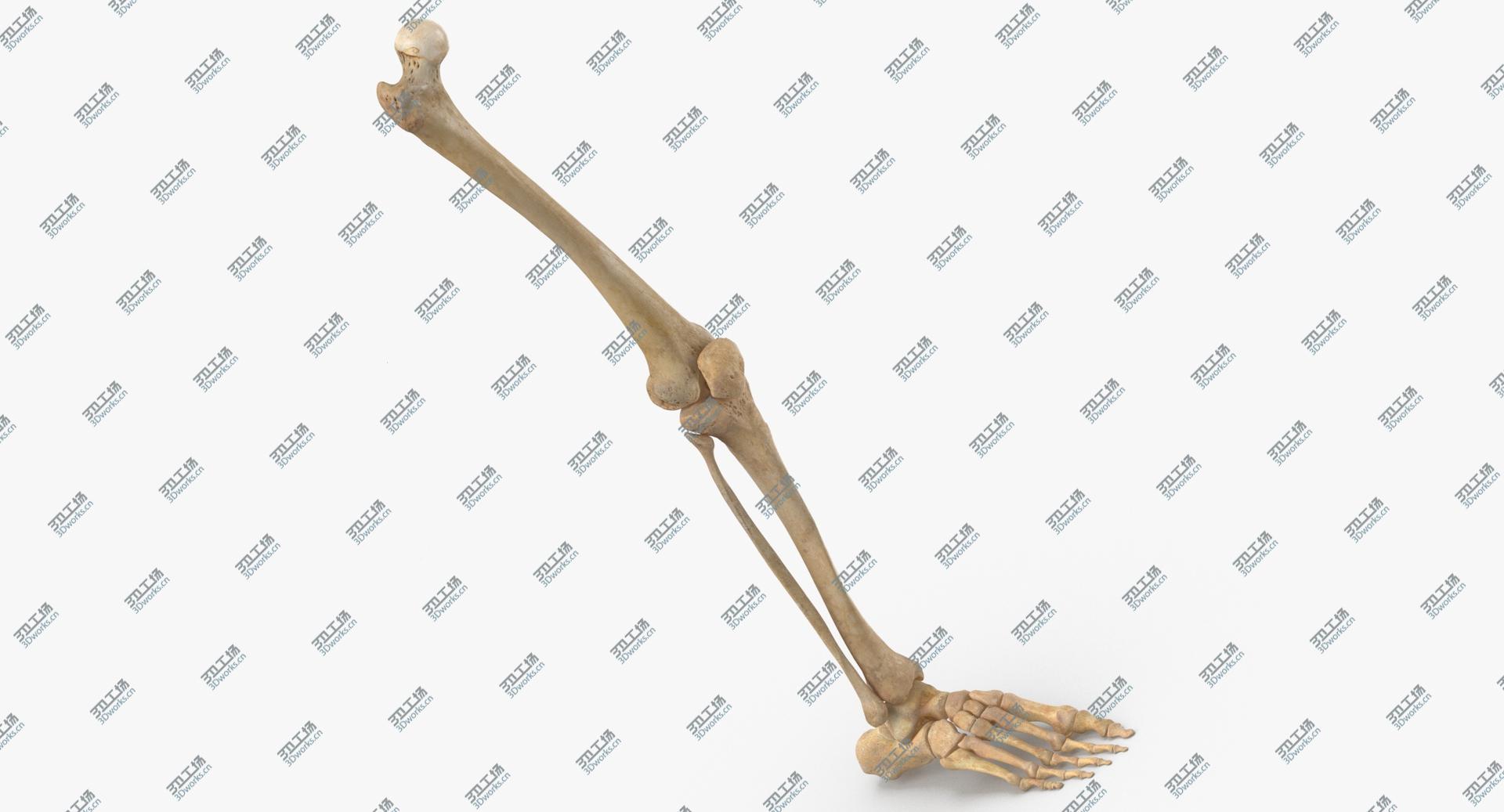 images/goods_img/20210319/3D model Real Human Leg Bones Anatomy 01/1.jpg